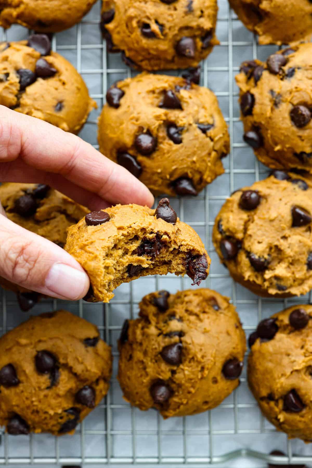 Easy as 1,2,3, these delicious pumpkin chocolate chip cookies are super quick and tasty! They are light, fluffy, and packed with pumpkin flavor and silky milk chocolate. With only three ingredients, it can’t get much easier than that! Close up shot of someone holding a pumpkin chocolate chip cookie with a bite taken out of it.