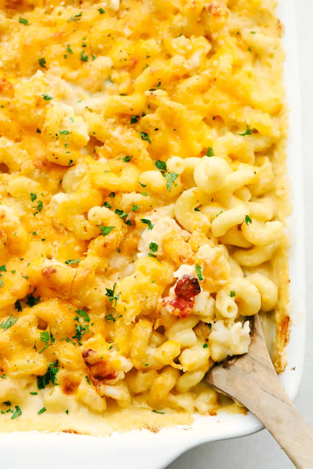 It's ooey and gooey, full of cheese and decadent rich lobster, this truly is an Incredible Lobster Mac and Cheese. Perfect for a special night or occasion, it's a macaroni and cheese that's sure to impress. Close up of chunks of lobster in the golden macaroni and cheese.