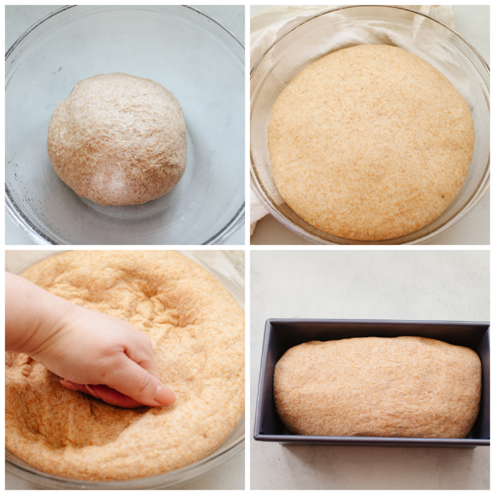 One slice of this amazing wheat bread and you'll be addicted! It's warm, soft, and tender, sweetened to perfection with honey! 4 process shots of bread dough being formed.