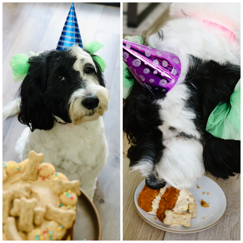 Making your dog a birthday cake is the best way to spoil them on their special day! This furry friend-approved cake is filled with healthy ingredients like yogurt, pumpkin, applesauce and carrots! They’ll love every bite! 2 photos of serving cake to a black and white dog wearing a party hat.
