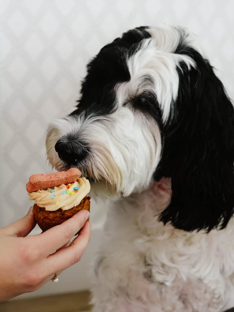 Pupcakes are a dog-friendly dessert your 4-legged friend will go crazy over! They're super easy to make and full of healthy ingredients for your pup! Closeup of a black and white Portuguese Water Dog eating a pupcake.