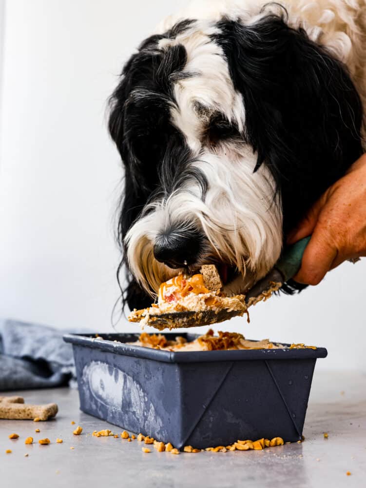 Keep your pup cool and happy this summer with a scoop of dog ice cream! This frosty treat is made with peanut butter, banana, and plain yogurt, topped with crispy bacon bits. Your fur baby won't be able to get enough. A black and white dog eating a scoop of the frozen dog treat.
