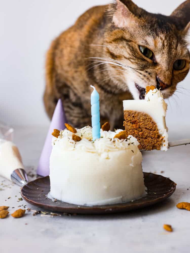 Treat your felines to this cat birthday cake made with pate, catnip, and a mashed potato "frosting!" It's easy to make and customizable, so even your pickiest kitties will love it! Serving a slice of cat birthday cake. There is a calico cat in the background.