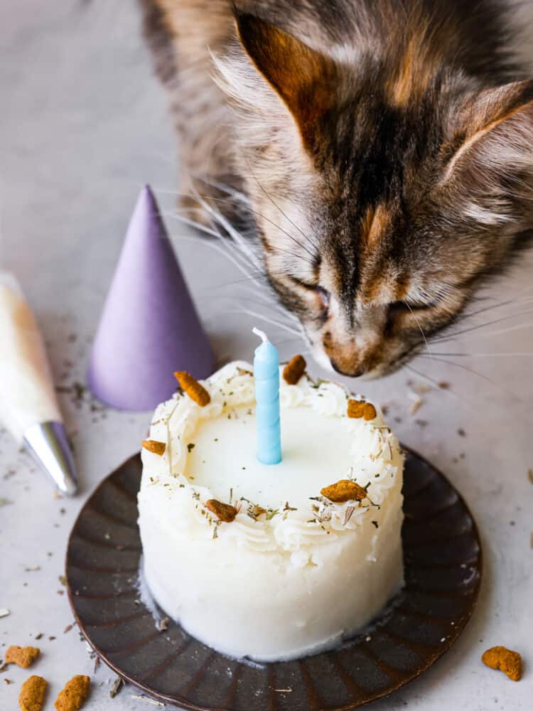 Treat your felines to this cat birthday cake made with pate, catnip, and a mashed potato "frosting!" It's easy to make and customizable, so even your pickiest kitties will love it! A cat birthday cake with a blue candle in it. There is a calico cat in the background.
